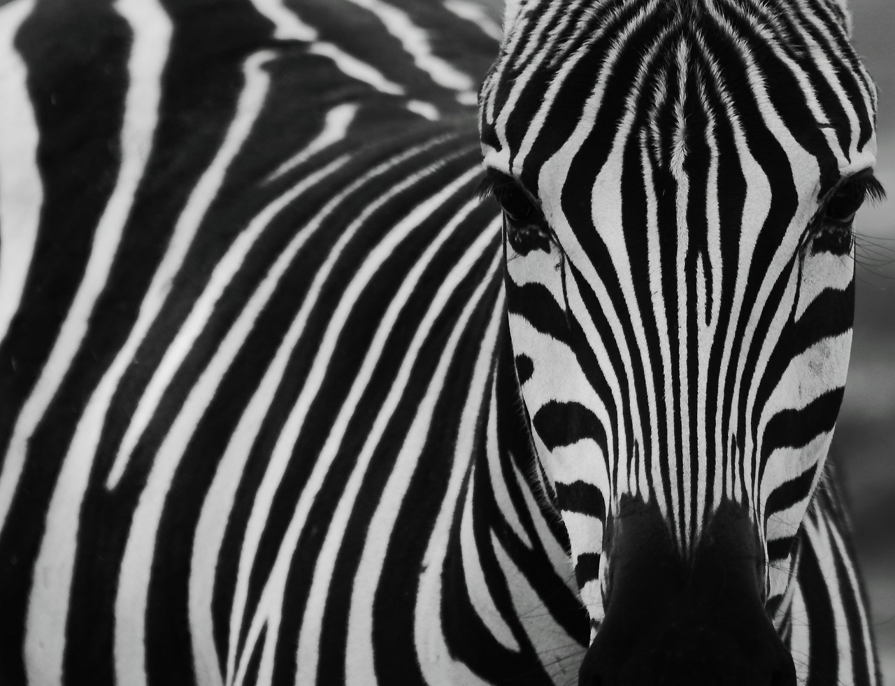 The Real Reason Zebras Have Stripes (Hint: It’s Not Just Camouflage)